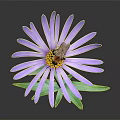 Purple Flower with Slender Petals Yellow Center and Bee on Green Stem
