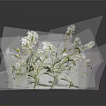 Herb Plant With White Flowers And Green Leaves On Dark Background With Reflection