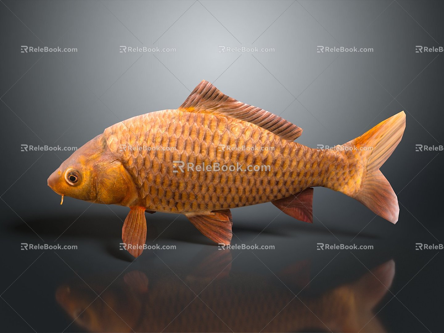 Modern carp freshwater fish marine fish 3d model