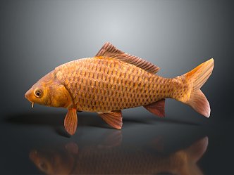 Modern carp freshwater fish marine fish 3d model