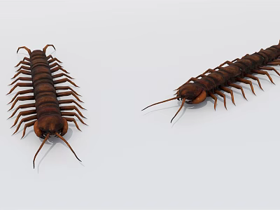 Reptile Centipedes Detailed View Of Brown Bodies On White Background 3d model
