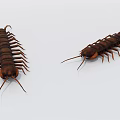 Reptile Centipedes Detailed View Of Brown Bodies On White Background