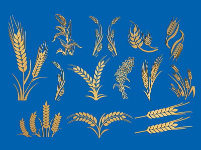 Golden Crop Illustrations With Wheat Ears And Grain Stalks On Blue 3d model