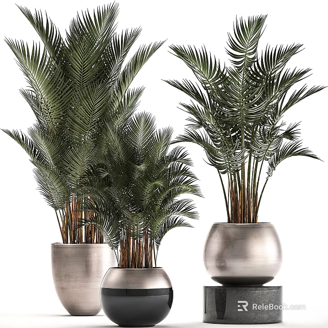 Potted Palm Plants With Different Sizes And Modern Ceramic Pots For Indoor Decor 3d model 