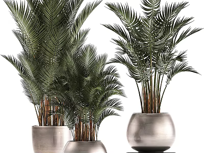 Potted Palm Plants With Different Sizes And Modern Ceramic Pots For Indoor Decor 3d model