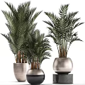 Potted Palm Plants With Different Sizes And Modern Ceramic Pots For Indoor Decor