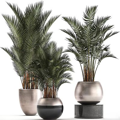 Potted Palm Plants With Different Sizes And Modern Ceramic Pots For Indoor Decor 3d model
