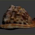 Conch Spiral Shell With Colorful Brown And Orange Patterns Marine Aquatic Animal