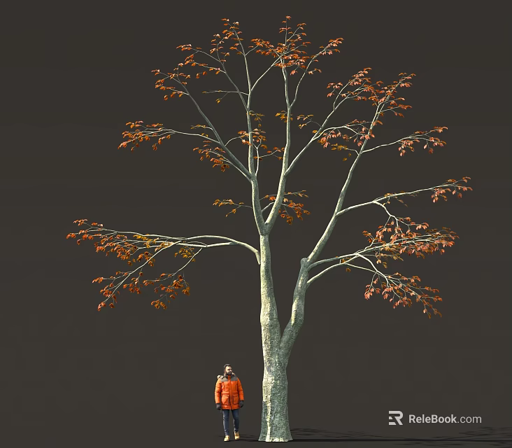 Tall Tree With Thick Trunk And Orange Red Leaves Near Person In Orange Coat 3d model 