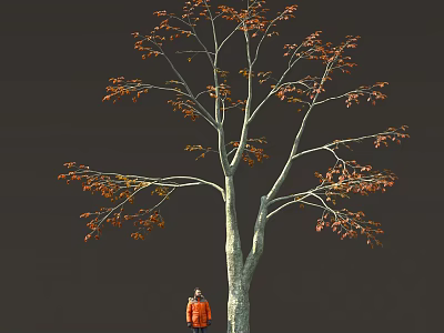 Tall Tree With Thick Trunk And Orange Red Leaves Near Person In Orange Coat 3d model