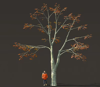 Tall Tree With Thick Trunk And Orange Red Leaves Near Person In Orange Coat 3d model