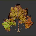Vibrant Plant Leaves with Yellow Orange Red Green Hues and Spotted Patterns Against Dark Background