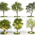 Decorative Lights For Outdoor Trees With Green Grass And Stones In Garden