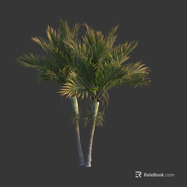 Two Palm Trees With White Trunks And Green Fronds On Dark Background 3d model 