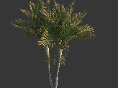 Two Palm Trees With White Trunks And Green Fronds On Dark Background 3d model