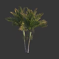 Two Palm Trees With White Trunks And Green Fronds On Dark Background 3d model