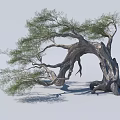 Unique Ancient Tree With Twisted Trunk And Lush Green Foliage 3d model