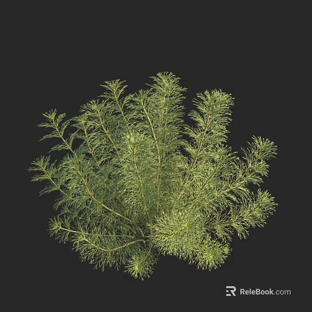 Lush Vibrant Aquatic Plant With Feathery Green Leaves Growing In Water 3d model 