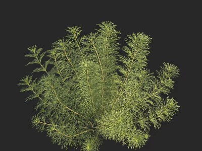 Lush Vibrant Aquatic Plant With Feathery Green Leaves Growing In Water 3d model