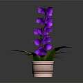 Purple Flower Plant With Green Leaves In Copper Pot On Dark Background