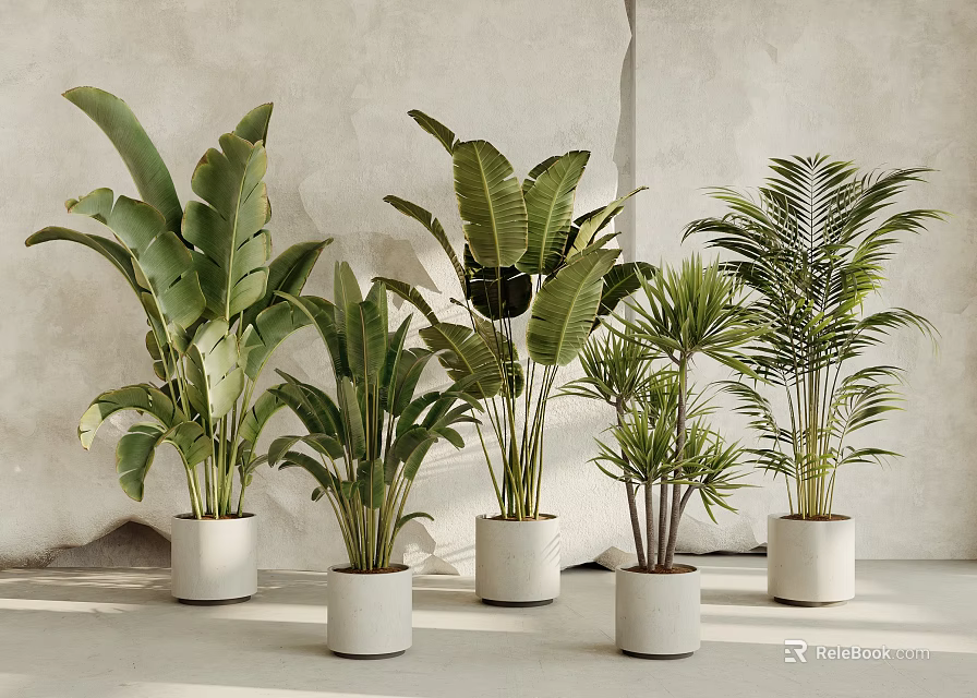 Bonsai Potted Plants Different Varieties In White Planters For Modern Indoor Decor 3d model 