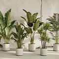 Bonsai Potted Plants Different Varieties In White Planters For Modern Indoor Decor