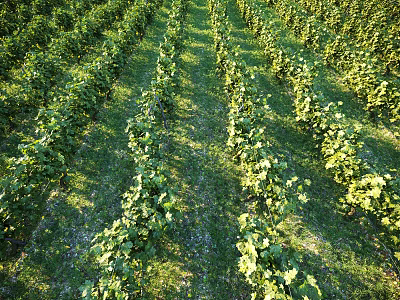 Vibrant Green Sunlit Garden Landscape Showcasing Neatly Arranged Lush Grapevines Rows 3d model