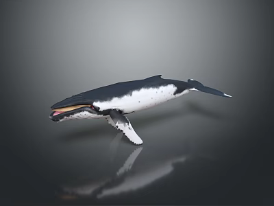 Black And White Whale Sculpture With Open Mouth And Reflection On Grey Background 3d model