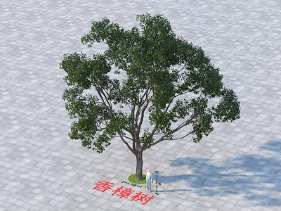 Lush Camphor Tree with Green Foliage on Paved Ground and Natural Shade 3d model