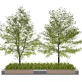Two Arbor Trees In Rectangular Planting Bed With Lush Green Foliage