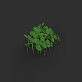 Fresh Green Clover Plant with Lush Leaves Growing on Dark Background