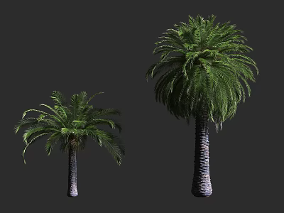 Two Different Sizes of Palm Trees with Lush Green Fronds and Textured Trunks 3d model