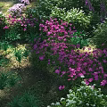 Vibrant Park Garden Landscape With Pink And White Flowers Lush Green Grass And Foliage