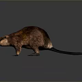 Realistic Beaver 3D Model With Brown Fur And Broad Black Tail On Gray Background 3d model
