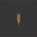 Golden Wheat Ears Arranged in Row with Reflection on Gray Background 3d model