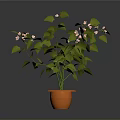 Indoor Decorative Plant With Green Leaves And Small Pink Flowers In Orange Pot