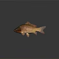 Vibrant Orange And Golden Carp Fish With Shiny Red Scales And Reflection