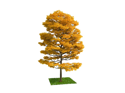 Golden Leaf Deciduous Tree with Brown Trunk and Green Grass Base 3d model