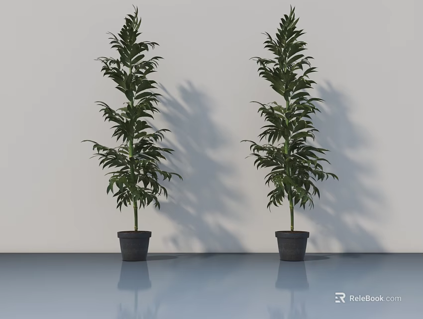 Two Potted Bonsai Trees With Lush Green Leaves And Dark Planters On Glossy Floor 3d model 