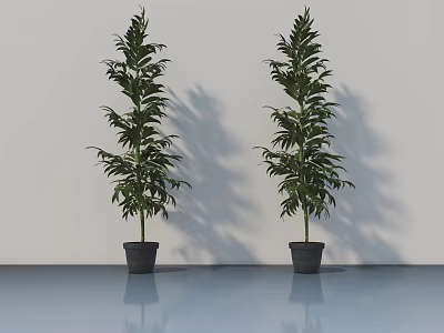 Two Potted Bonsai Trees With Lush Green Leaves And Dark Planters On Glossy Floor 3d model