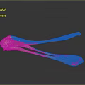 Animal Skeleton Exhibit Featuring Bird Skull With Long Beak And Anatomical Details