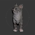 Cute Striped Kitten Standing Pose With Gray Fur And Pink Paws