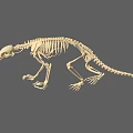 Medical Skeleton Model For Educational Training In Healthcare Settings