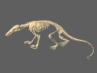 Dinosaur skeleton 3d model