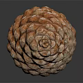 Orange Brown Pine Cone With Scaly Texture Isolated On Dark Background 3d model
