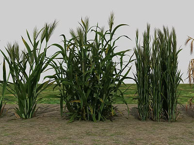 Lush Green Corn Plants With Tall Stalks Growing In Agricultural Field 3d model