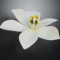 Beautiful White Flower With Open Petals And Yellow Stamens On Dark Background