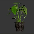 Thriving Green Leafy Plant With Large Leaves In Decorative Patterned Pot For Indoor Decor