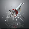 White Shrimp With Red Section Long Antennae And Legs On Black Background