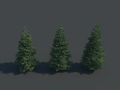 Three Evergreen Trees With Lush Green Foliage On Gray Background With Shadows 3d model